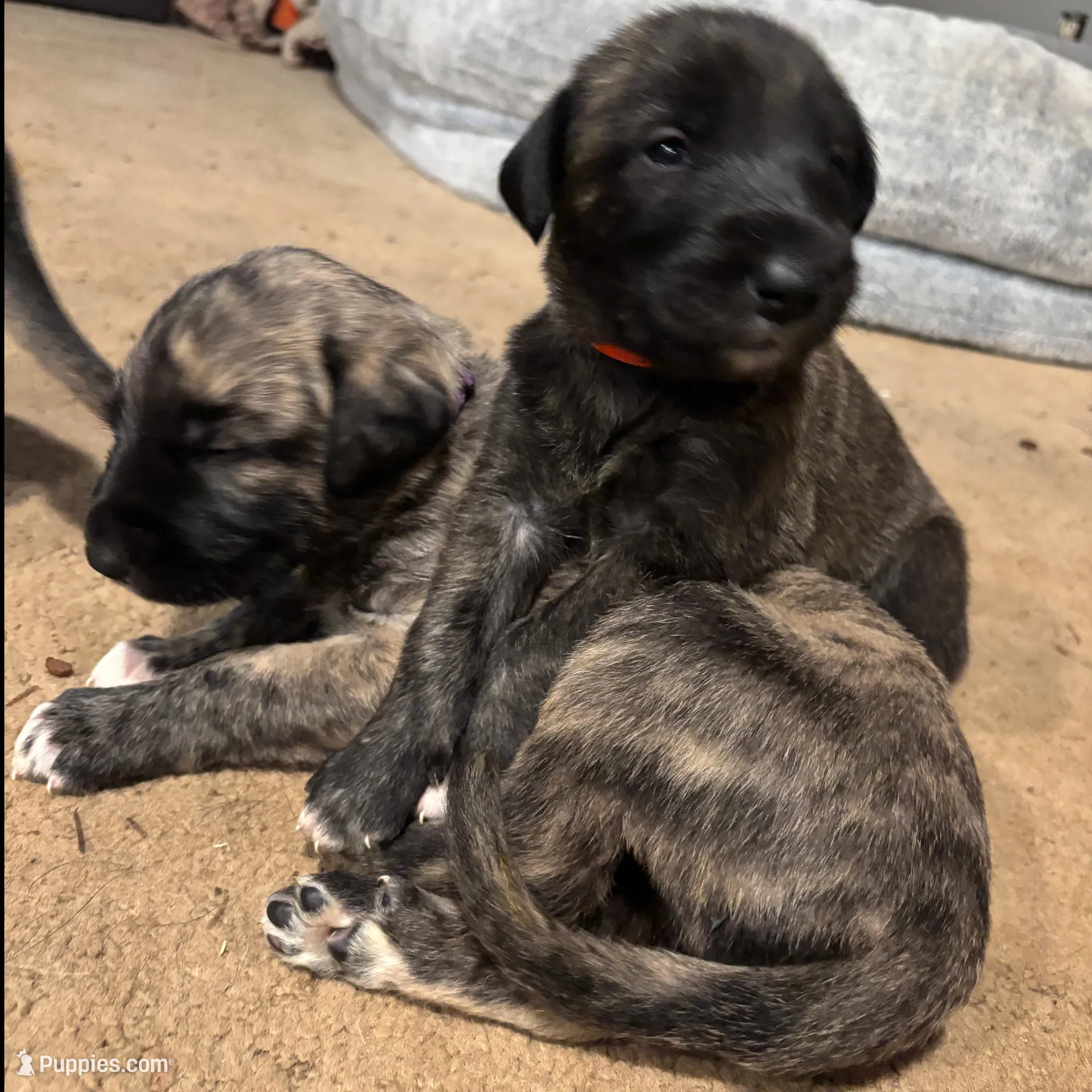 Orange Girl, a female Irish Wolfhound for sale in Kelso, WA – Photo 1 of 5