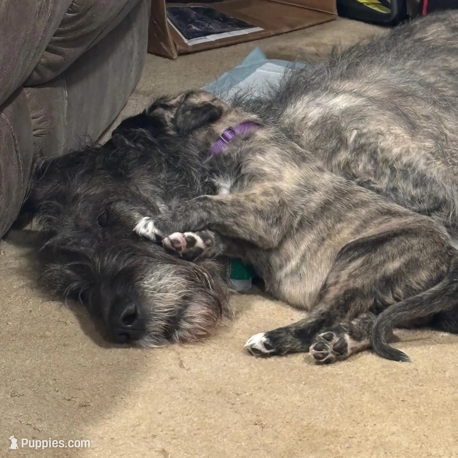 Purple Girl, a female Irish Wolfhound for sale in Kelso, WA – Photo 7 of 7