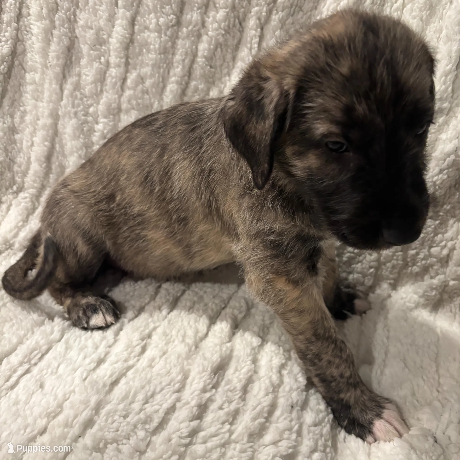 Purple Girl, a female Irish Wolfhound for sale in Kelso, WA – Photo 2 of 7