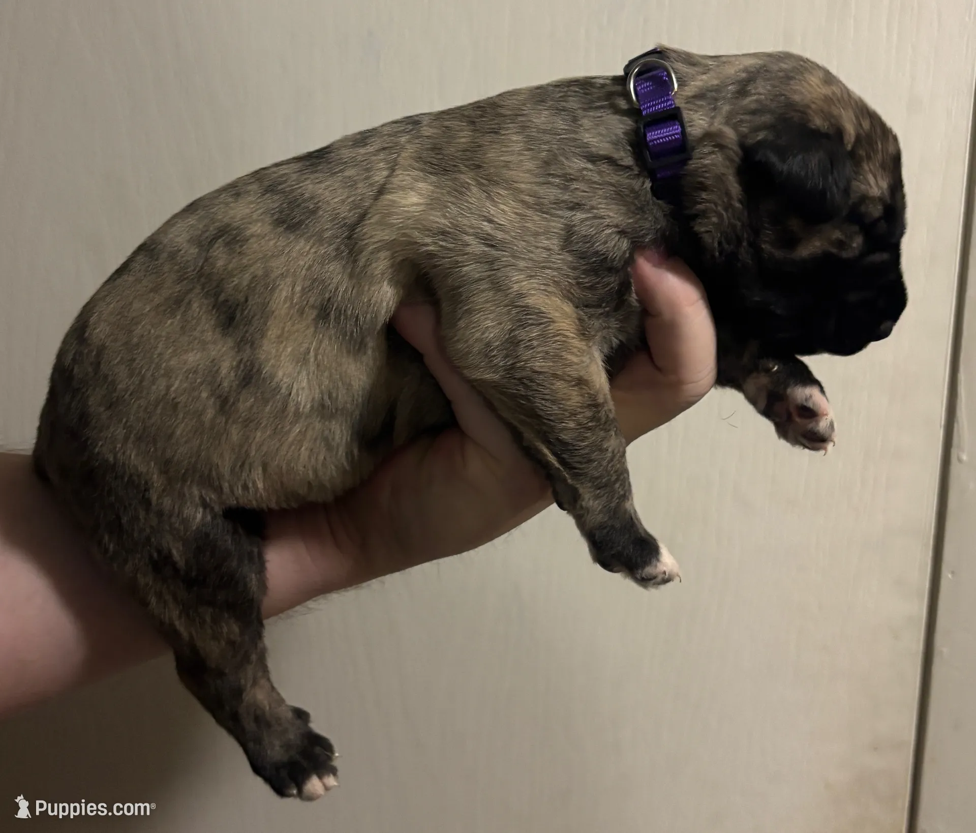 Purple Girl, a female Irish Wolfhound for sale in Kelso, WA – Photo 5 of 7