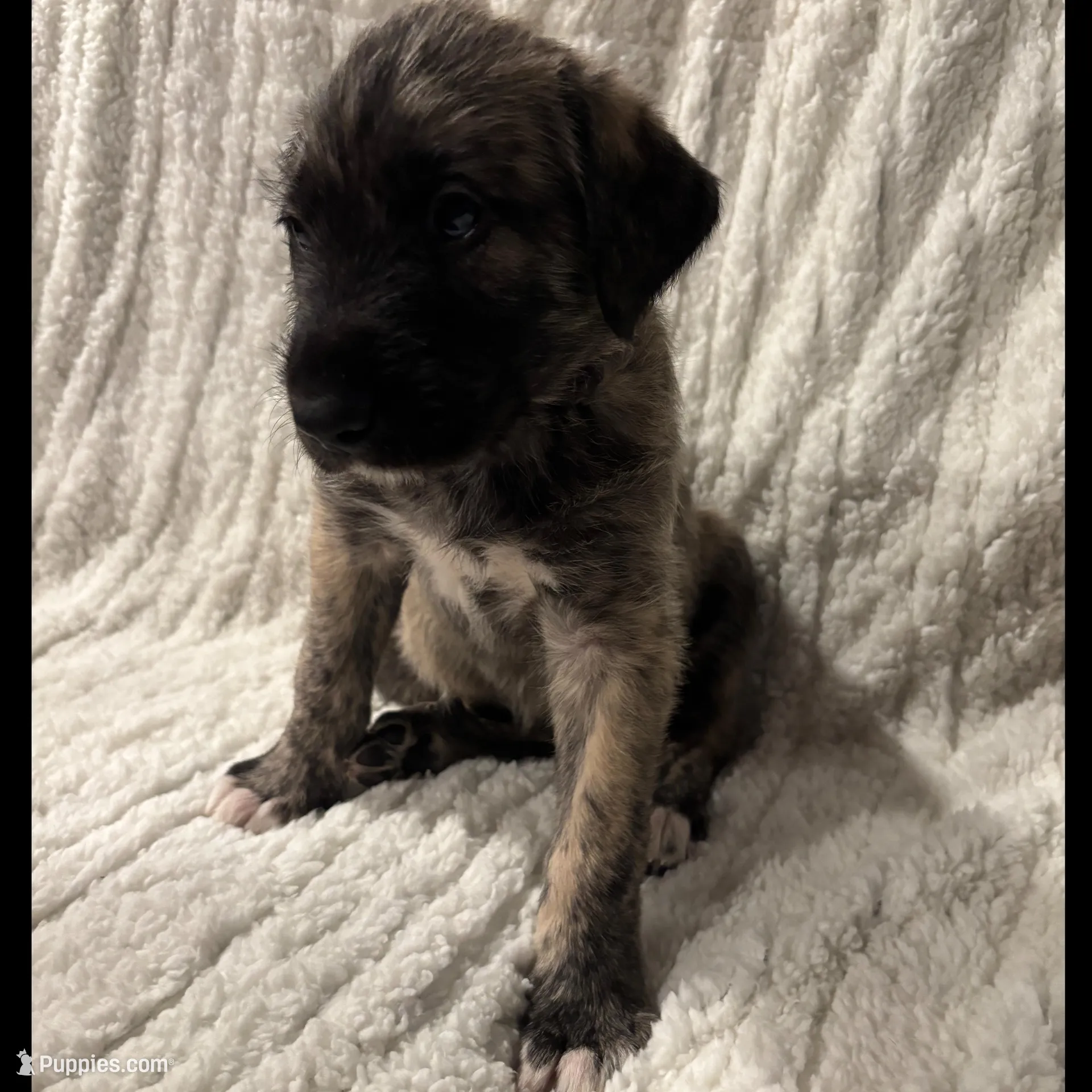 Purple Girl, a female Irish Wolfhound for sale in Kelso, WA – Photo 1 of 7
