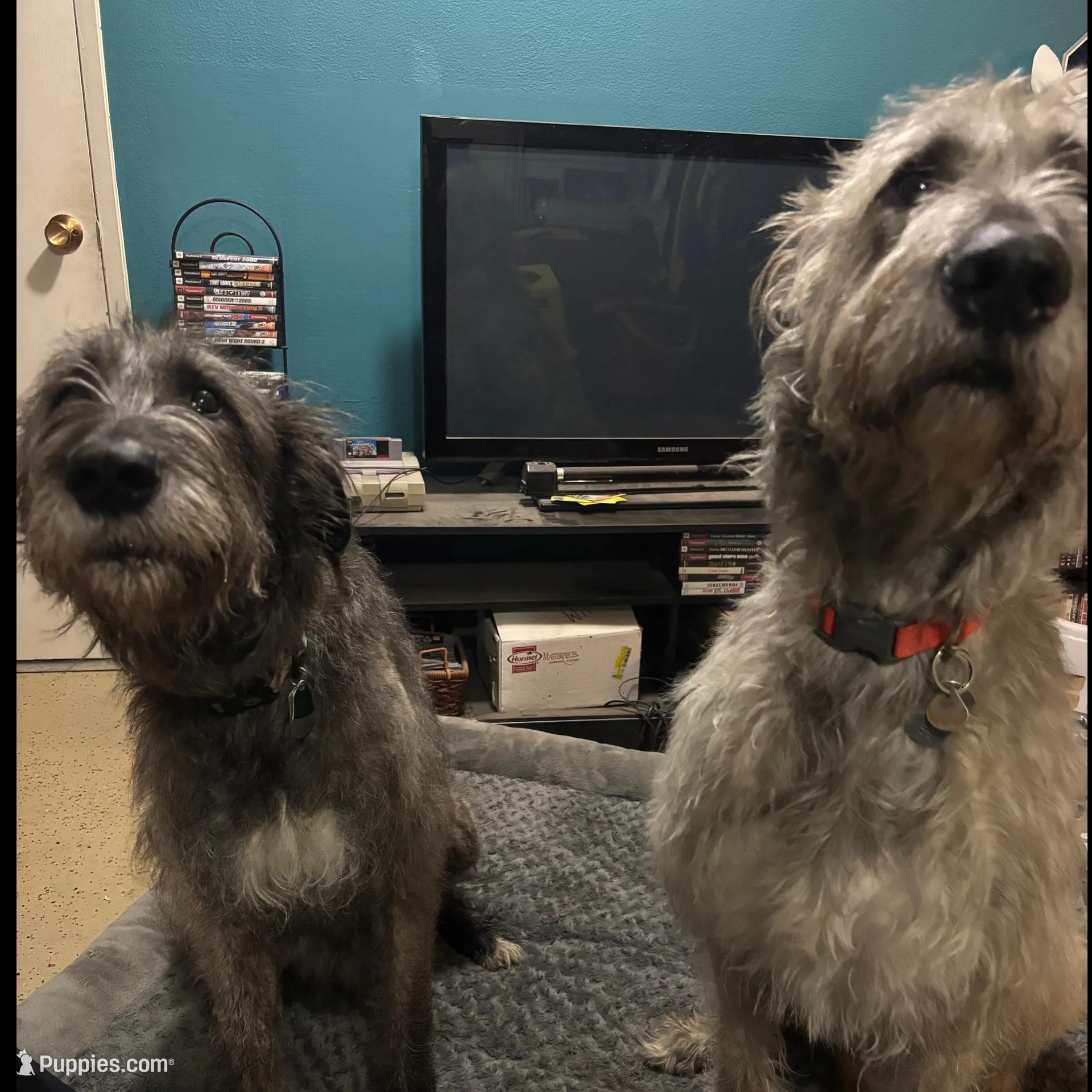 Purple Girl, a female Irish Wolfhound for sale in Kelso, WA – Photo 6 of 7