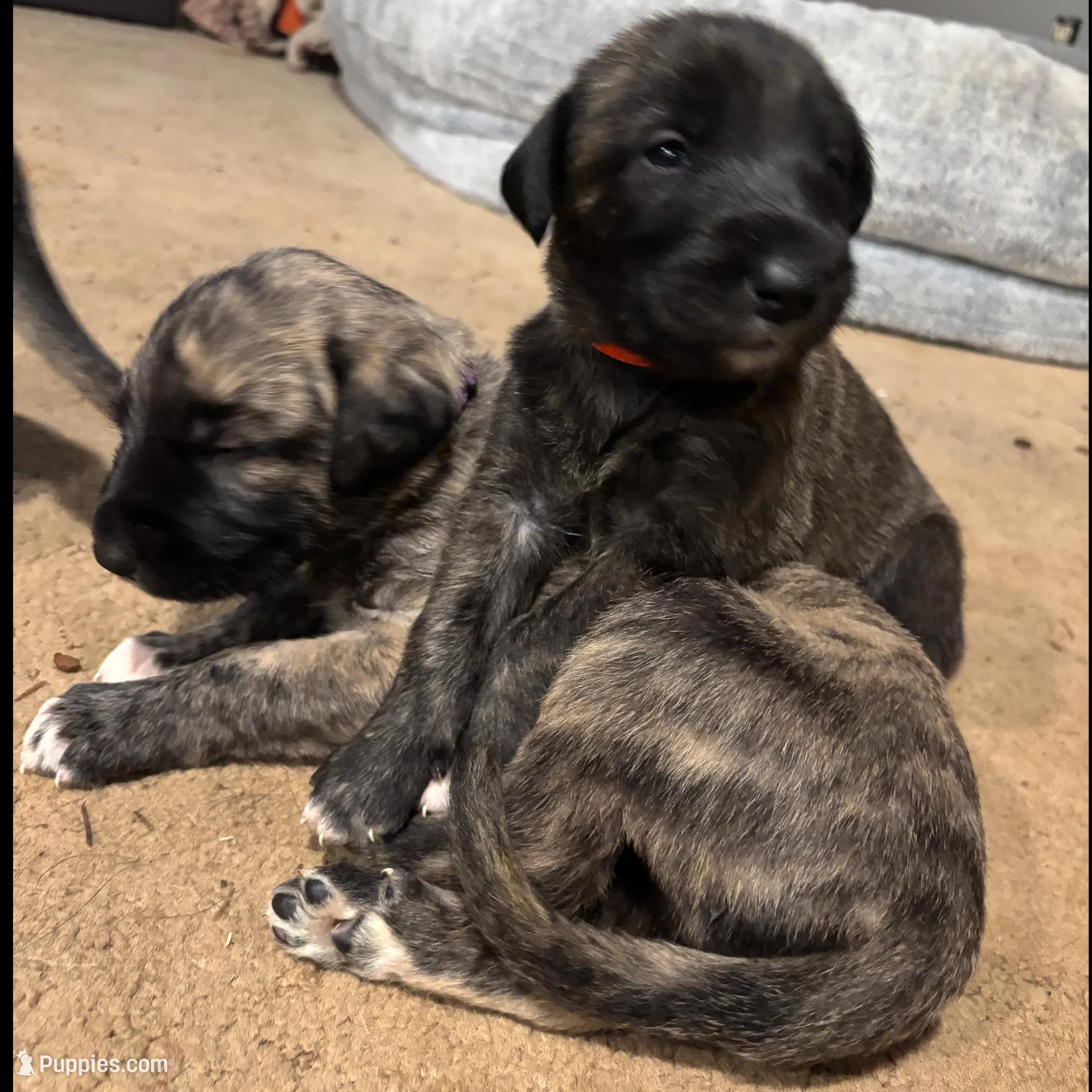 Purple Girl, a female Irish Wolfhound for sale in Kelso, WA – Photo 3 of 7