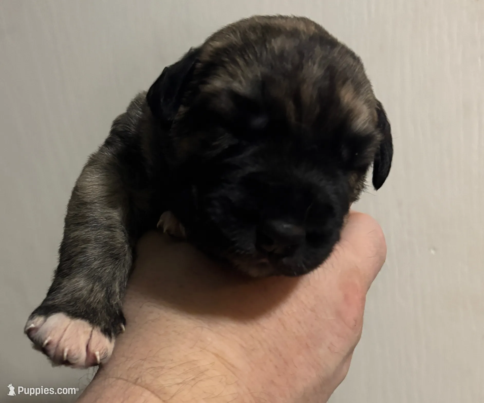 Purple Girl, a female Irish Wolfhound for sale in Kelso, WA – Photo 4 of 7