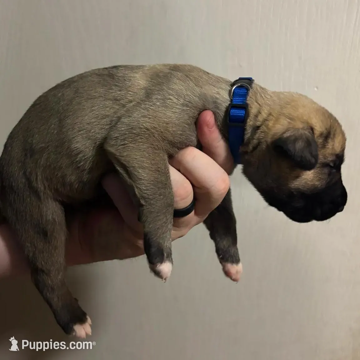 Blue Boy, a male Irish Wolfhound for sale in Kelso, WA – Photo 5 of 6