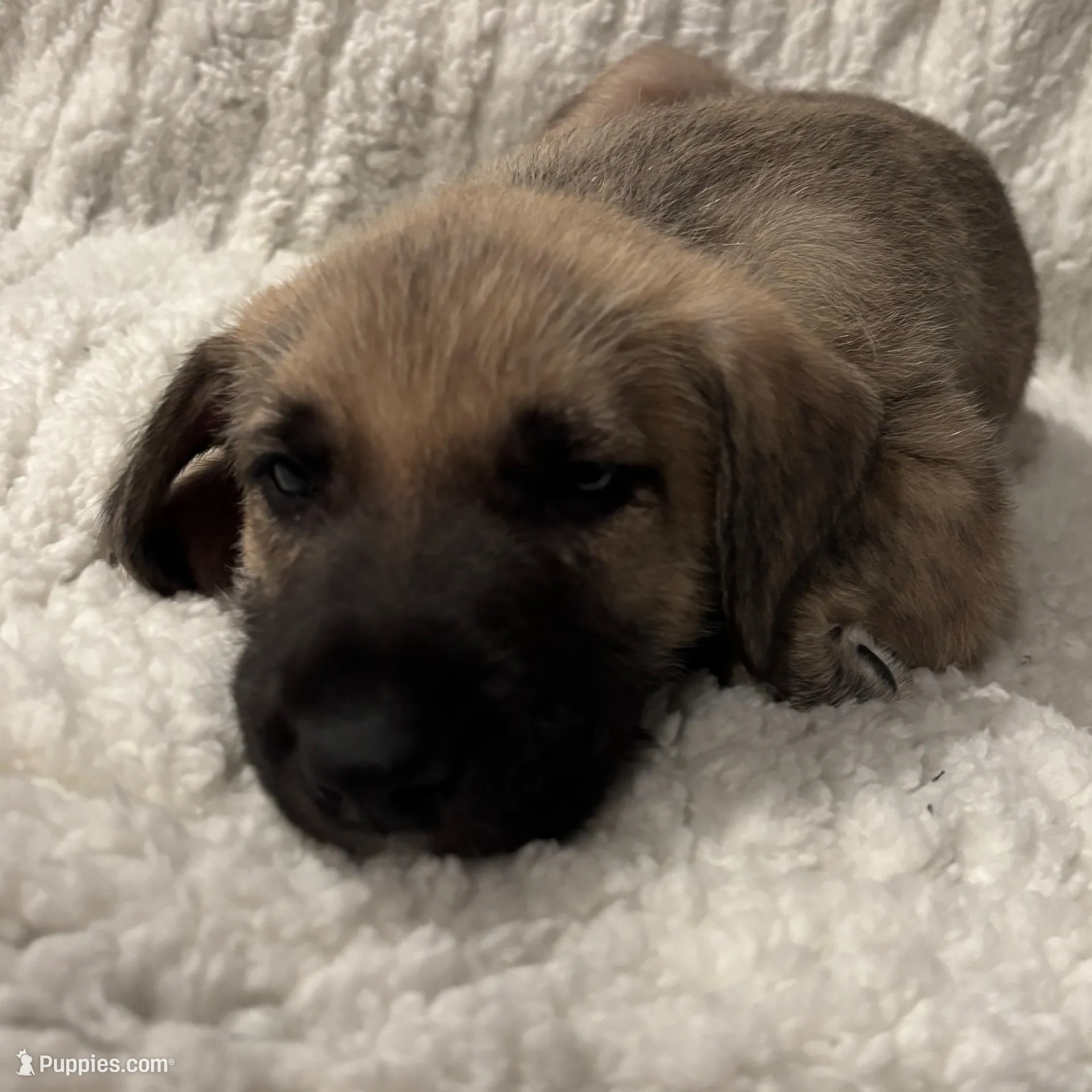 Blue Boy, a male Irish Wolfhound for sale in Kelso, WA – Photo 2 of 6
