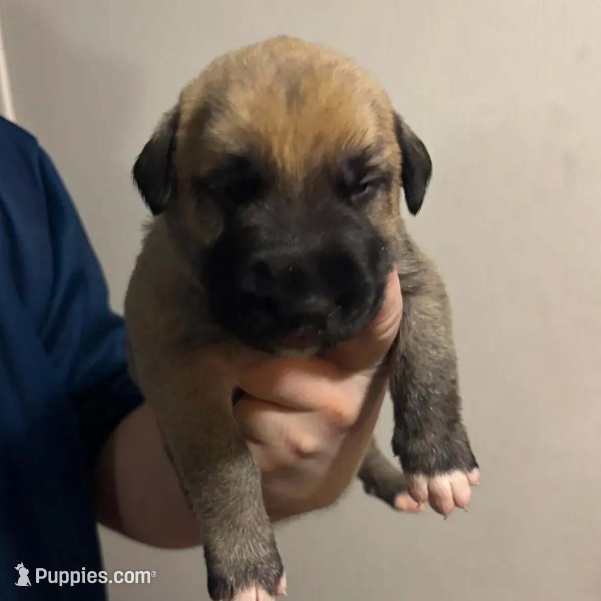Blue Boy, a male Irish Wolfhound for sale in Kelso, WA – Photo 4 of 6