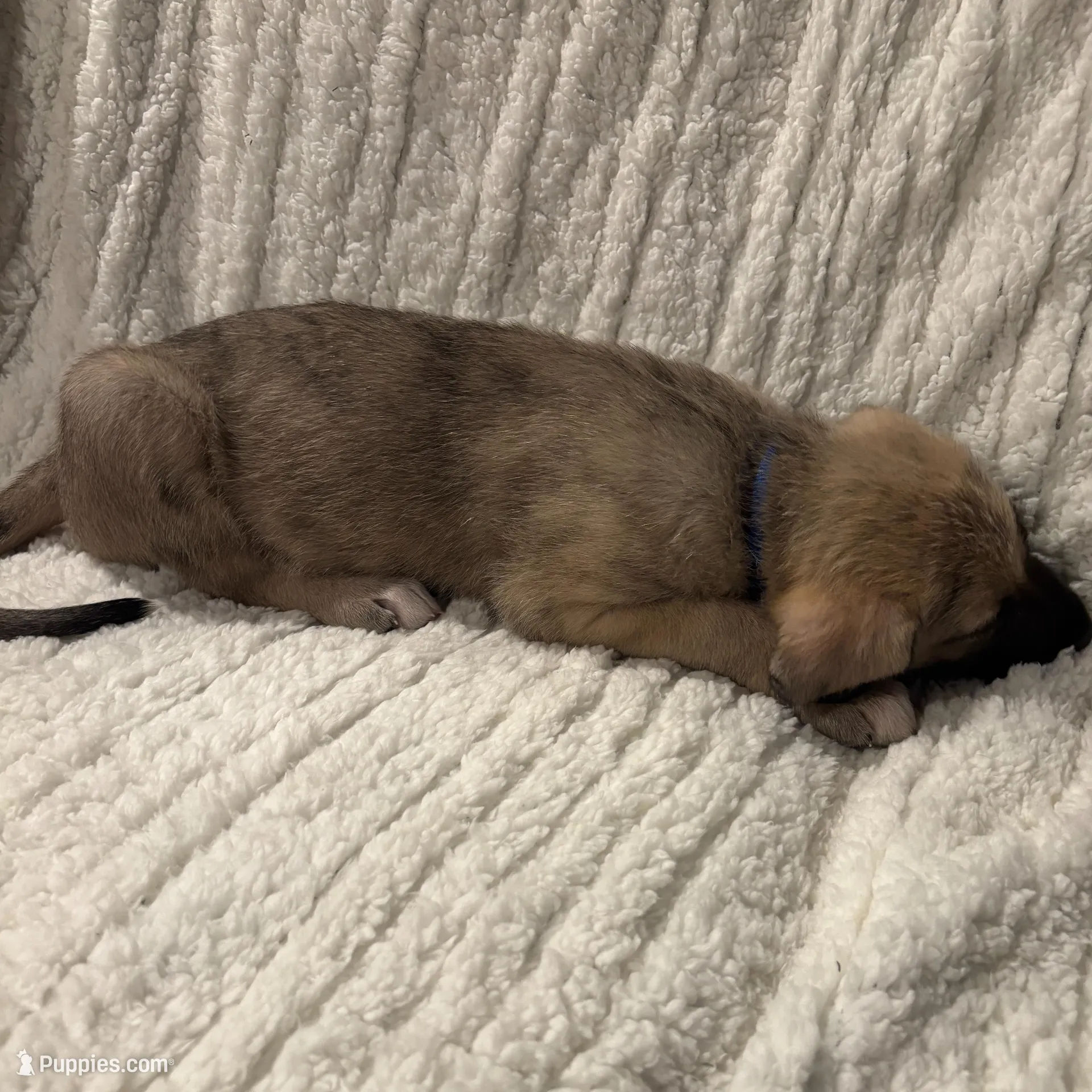 Blue Boy, a male Irish Wolfhound for sale in Kelso, WA – Photo 3 of 6