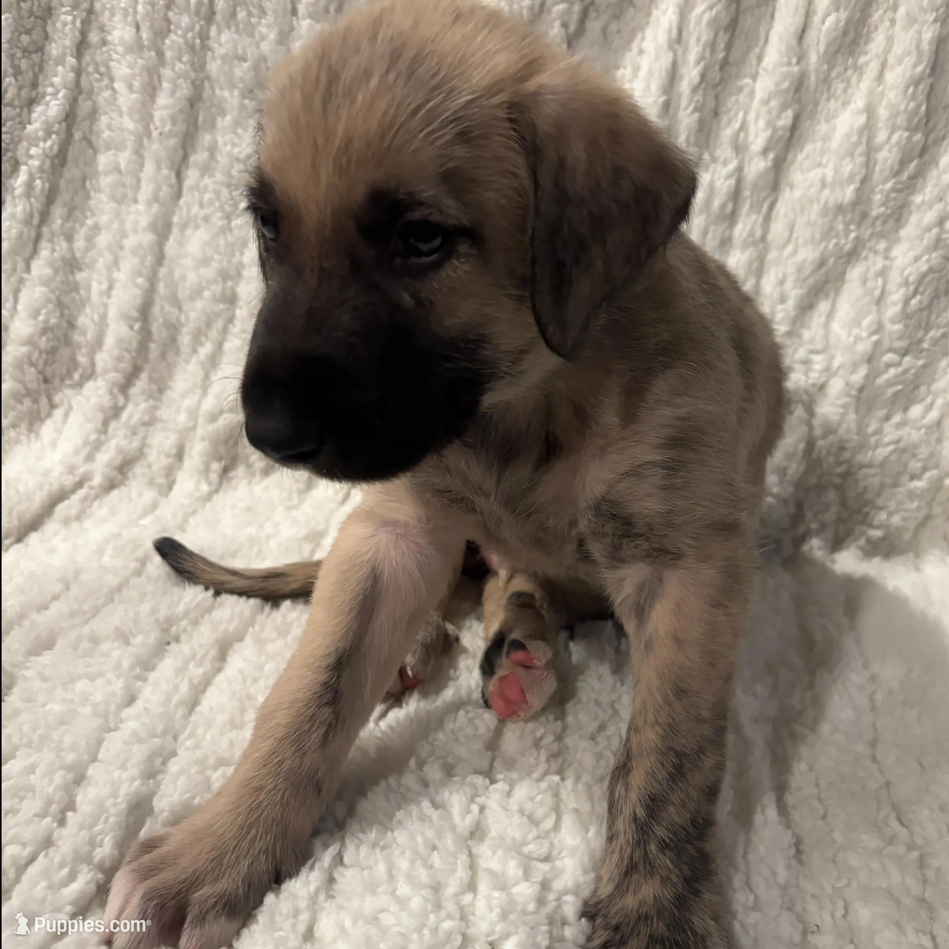 Blue Boy, a male Irish Wolfhound for sale in Kelso, WA – Photo 1 of 6