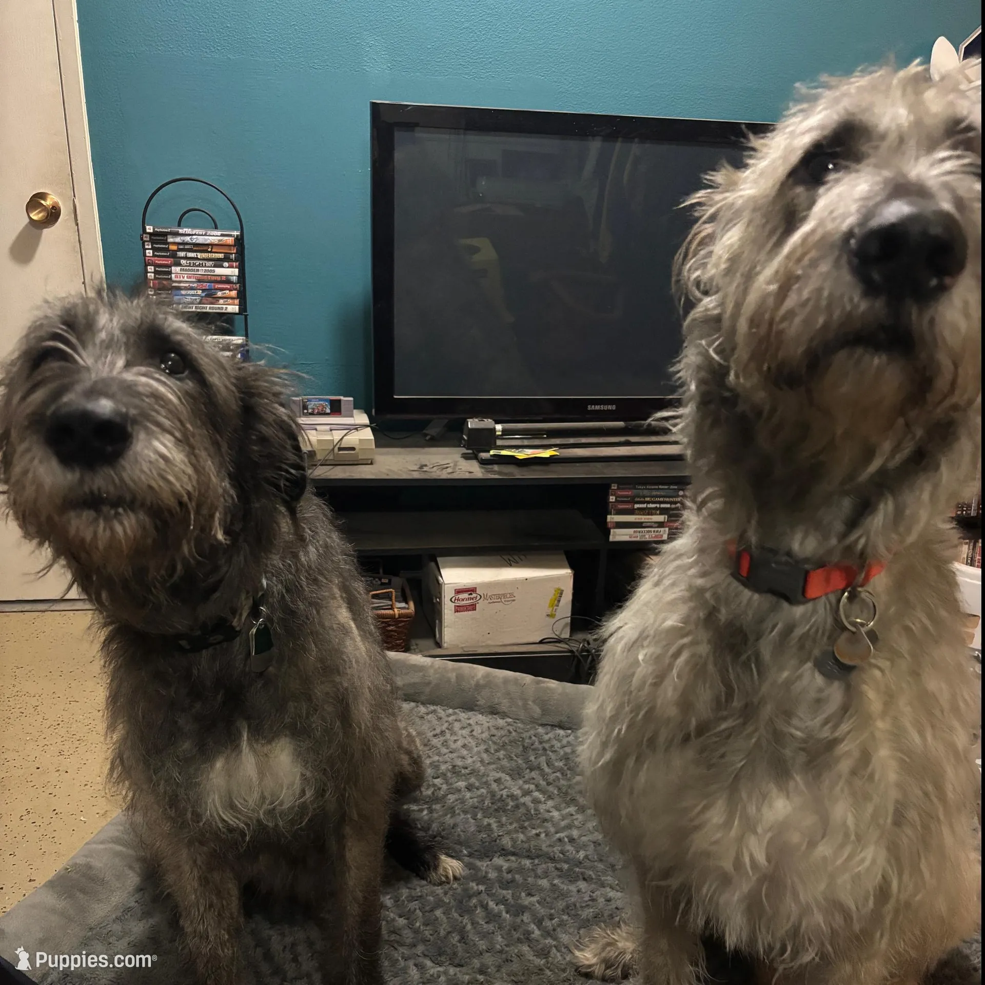 Blue Boy, a male Irish Wolfhound for sale in Kelso, WA – Photo 6 of 6