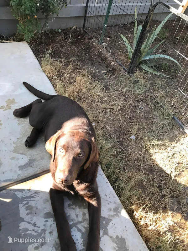 Diesel – Labrador Retriever puppy for sale in Fresno, CA