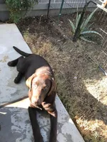 Diesel, a male Labrador Retriever for sale in Fresno, CA – 1 of 1