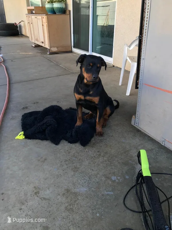 Gabbar – Rottweiler puppy for sale in Fresno, CA