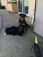 Gabbar, a male Rottweiler for sale in Fresno, CA – 1 of 1