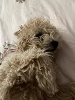 Osito, a male Poodle - Multi-Colored Standard for sale in Reno, NV – 6 of 7