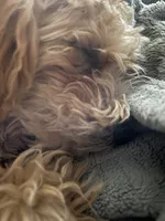 Osito, a male Poodle - Multi-Colored Standard for sale in Reno, NV – 4 of 7