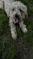 Osito, a male Poodle - Multi-Colored Standard for sale in Reno, NV – 7 of 7
