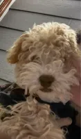Osito, a male Poodle - Multi-Colored Standard for sale in Reno, NV – 2 of 7