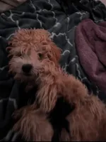 Osito, a male Poodle - Multi-Colored Standard for sale in Reno, NV – 3 of 7