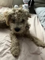 Osito, a male Poodle - Multi-Colored Standard for sale in Reno, NV – 5 of 7