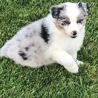 Austin, a male Australian Shepherd for sale in Peebles, OH – Photo 4 of 6
