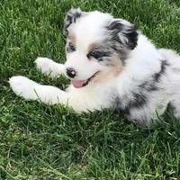 Austin, a male Australian Shepherd for sale in Peebles, OH – Photo 3 of 6