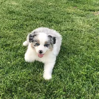 Austin, a male Australian Shepherd for sale in Peebles, OH – Photo 6 of 6