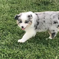 Austin, a male Australian Shepherd for sale in Peebles, OH – Photo 2 of 6