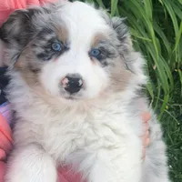 Austin, a male Australian Shepherd for sale in Peebles, OH – Photo 5 of 6