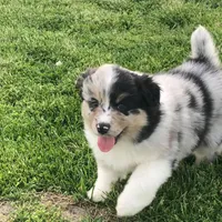 Bob, a male Australian Shepherd for sale in Peebles, OH – Photo 4 of 6