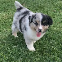 Bob, a male Australian Shepherd for sale in Peebles, OH – Photo 3 of 6