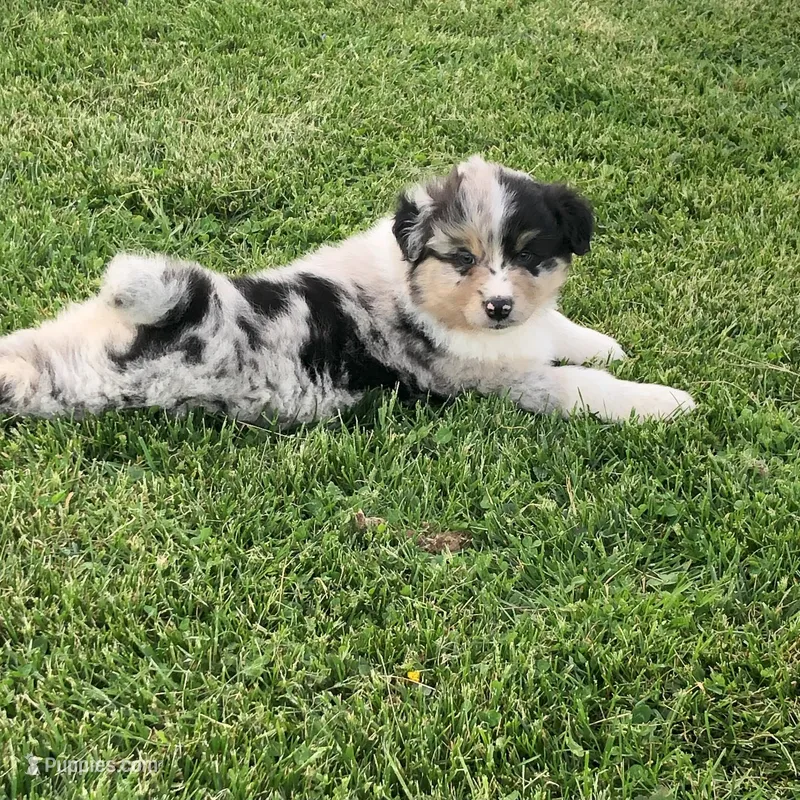 Bob – Australian Shepherd puppy for sale in Peebles, OH