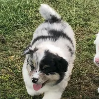 Bob, a male Australian Shepherd for sale in Peebles, OH – Photo 5 of 6