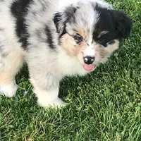 Bob, a male Australian Shepherd for sale in Peebles, OH – Photo 6 of 6