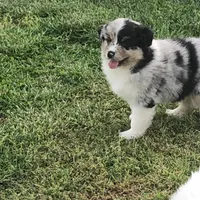 Bob, a male Australian Shepherd for sale in Peebles, OH – Photo 2 of 6
