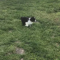Lil  Blue , a female Australian Shepherd for sale in Peebles, OH – Photo 3 of 6