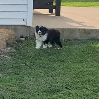 Lil  Blue , a female Australian Shepherd for sale in Peebles, OH – Photo 4 of 6