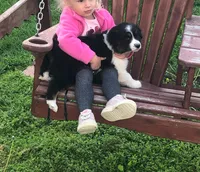 Lil  Blue , a female Australian Shepherd for sale in Peebles, OH – Photo 6 of 6