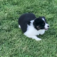 Lil  Blue , a female Australian Shepherd for sale in Peebles, OH – Photo 5 of 6