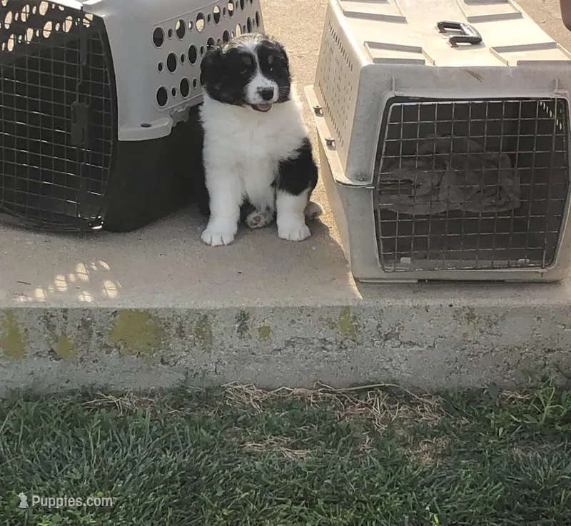 Lil  Blue  – Australian Shepherd puppy for sale in Peebles, OH