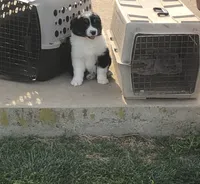 Lil  Blue , a female Australian Shepherd for sale in Peebles, OH – Photo 1 of 6