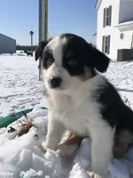 Orea, a female Australian Shepherd for sale in Peebles, OH – Photo 3 of 4