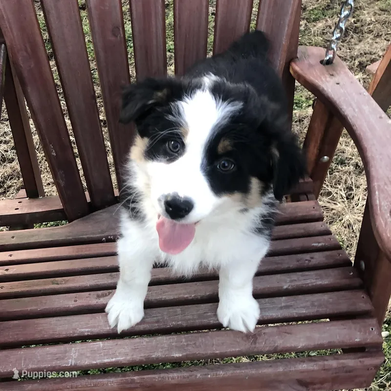 Oreo, a female Australian Shepherd for sale in Peebles, OH – Photo 1 of 9