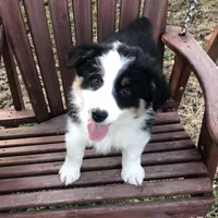 Oreo, a female Australian Shepherd for sale in Peebles, OH – Photo 1 of 9