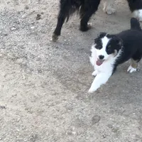 Oreo, a female Australian Shepherd for sale in Peebles, OH – Photo 7 of 9