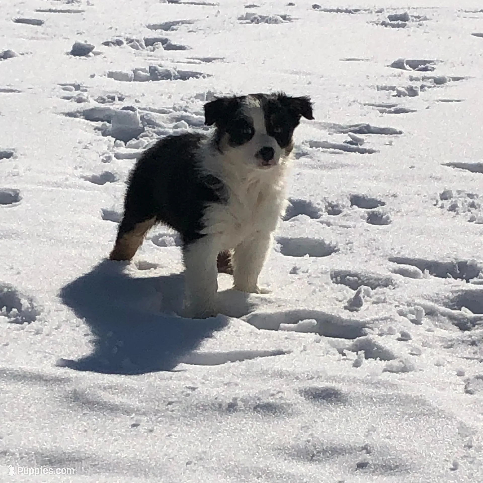 Orea, a female Australian Shepherd for sale in Peebles, OH – Photo 2 of 4