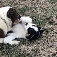 Oreo, a female Australian Shepherd for sale in Peebles, OH – Photo 8 of 9