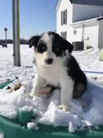 Orea, a female Australian Shepherd for sale in Peebles, OH – Photo 1 of 4
