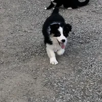 Oreo, a female Australian Shepherd for sale in Peebles, OH – Photo 2 of 9