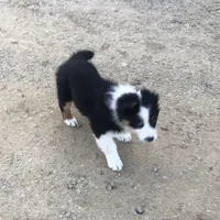 Oreo, a female Australian Shepherd for sale in Peebles, OH – Photo 9 of 9